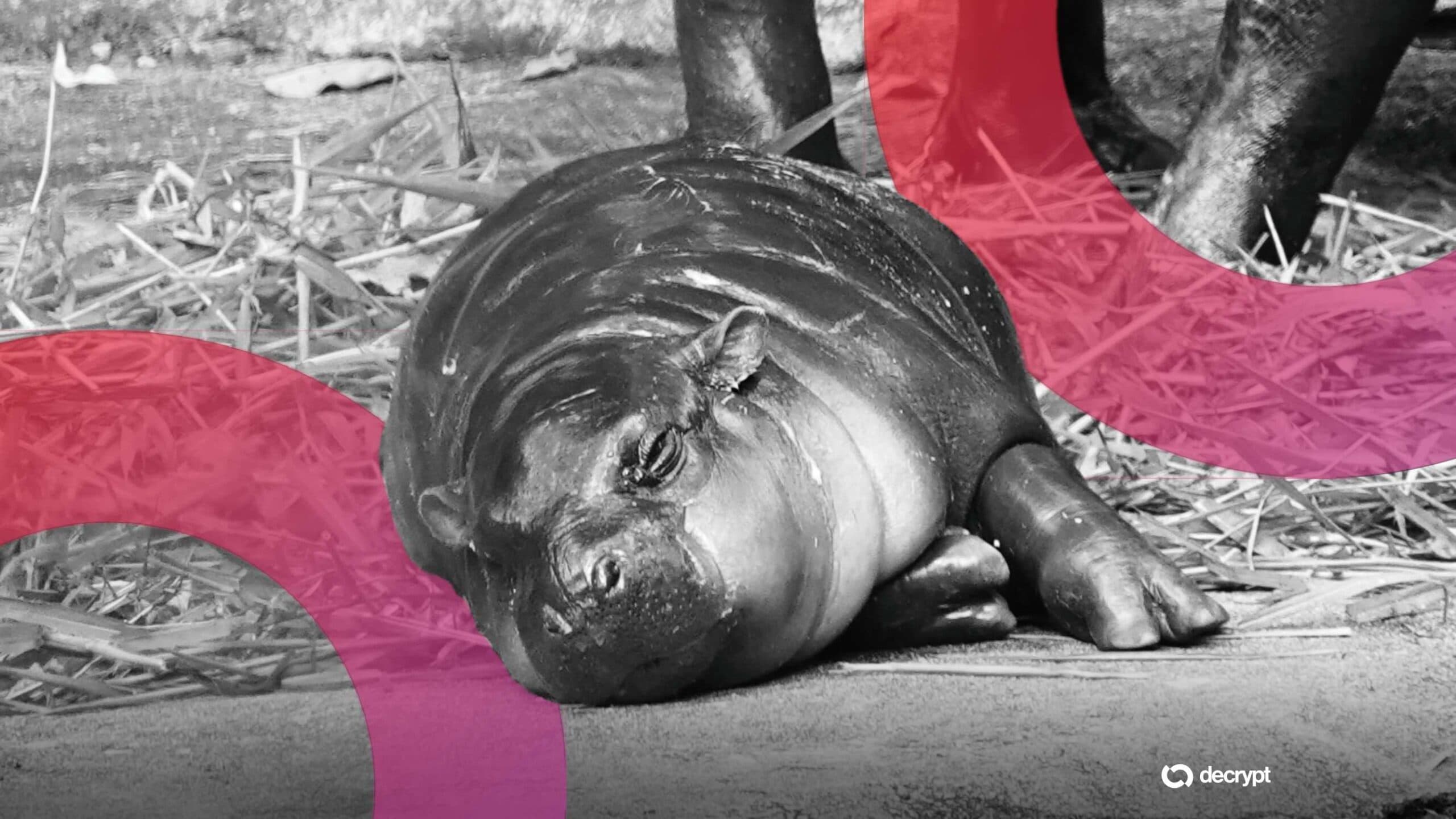 Moo Deng Meme Coin Rises After Man Fined for Entering Viral Pygmy Hippo's Den