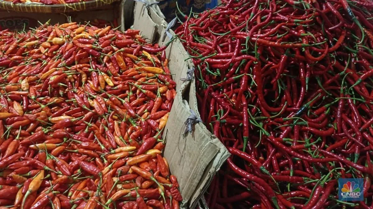 Harga Cabai Semahal Daging, Bos BI Ungkap Penyebabnya