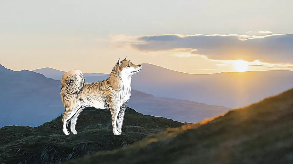 Shiba Inu Piyasasında Dalgalanma Devam Ediyor