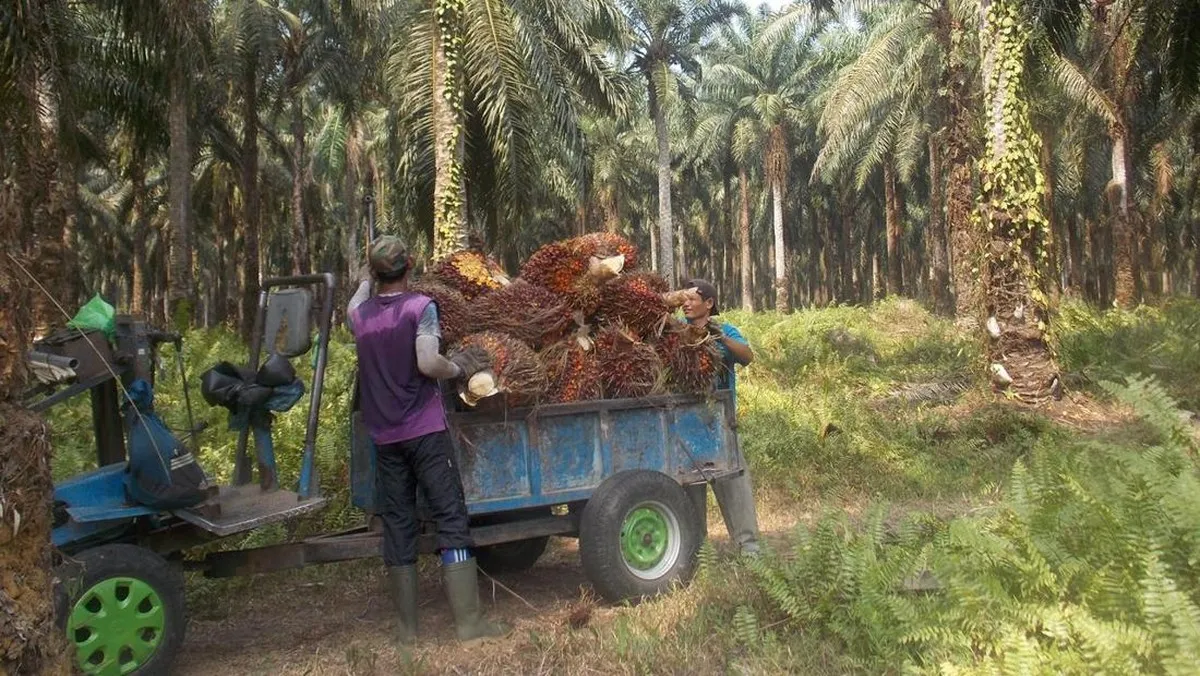 Kenaikan harga bahan bakar ancam produksi CPO global petani sawit RI
