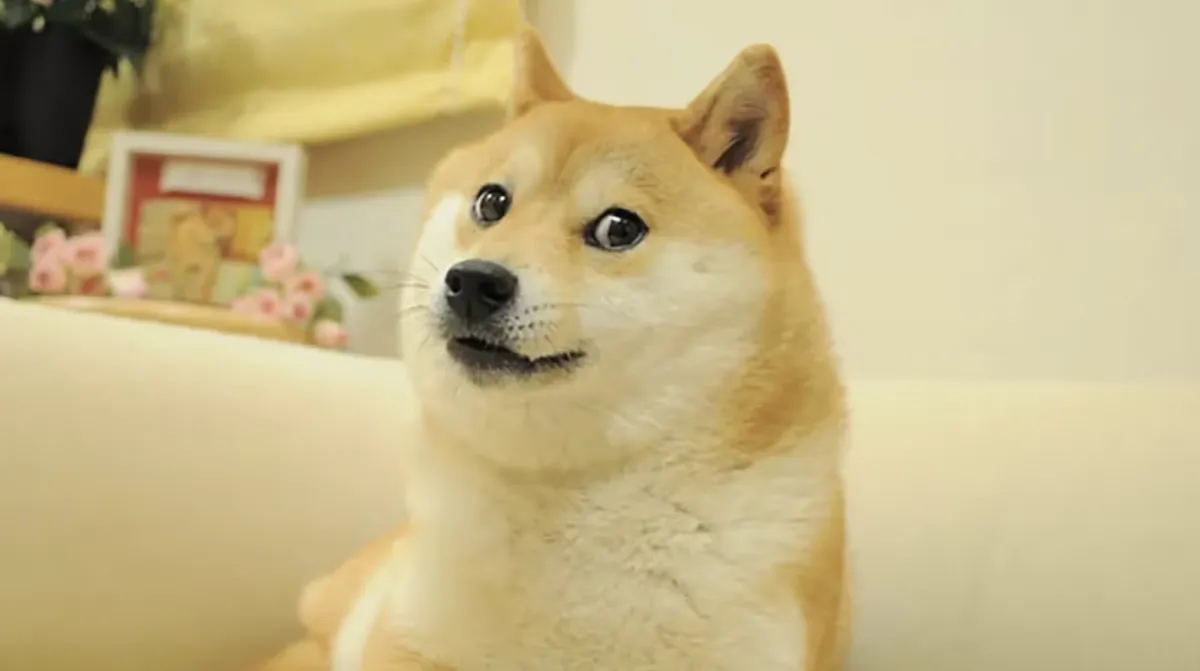Bitwise's Dogecoin ETF halts operations after underwhelming performance