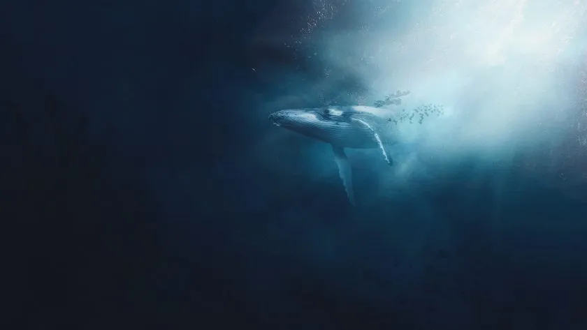 La gran distribución de Bitcoin termina mientras las ballenas veteranas frenan sus ventas