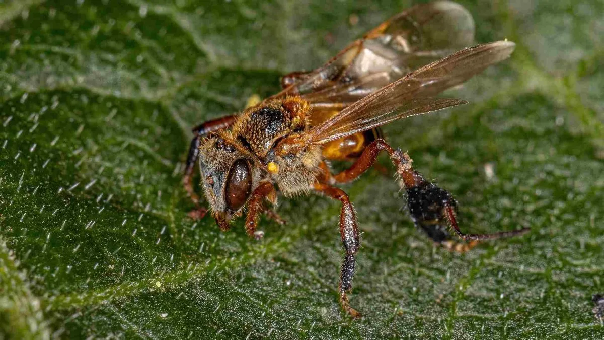 ASF Control e Bee ReFi surgem no Brasil com projeto pioneiro de preservação das abelhas nativas sem ferrão com Web3
