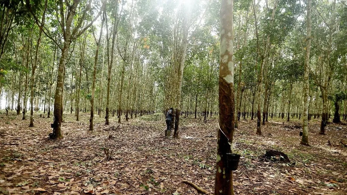 Soroti Karhutla, Ini Respons 9 Perusahaan Termasuk Emiten Haji Isam