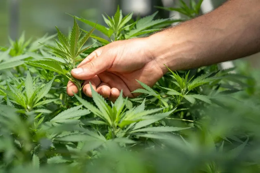 Trump da un giro histórico a la política federal sobre la marihuana y propone suavizar restricciones