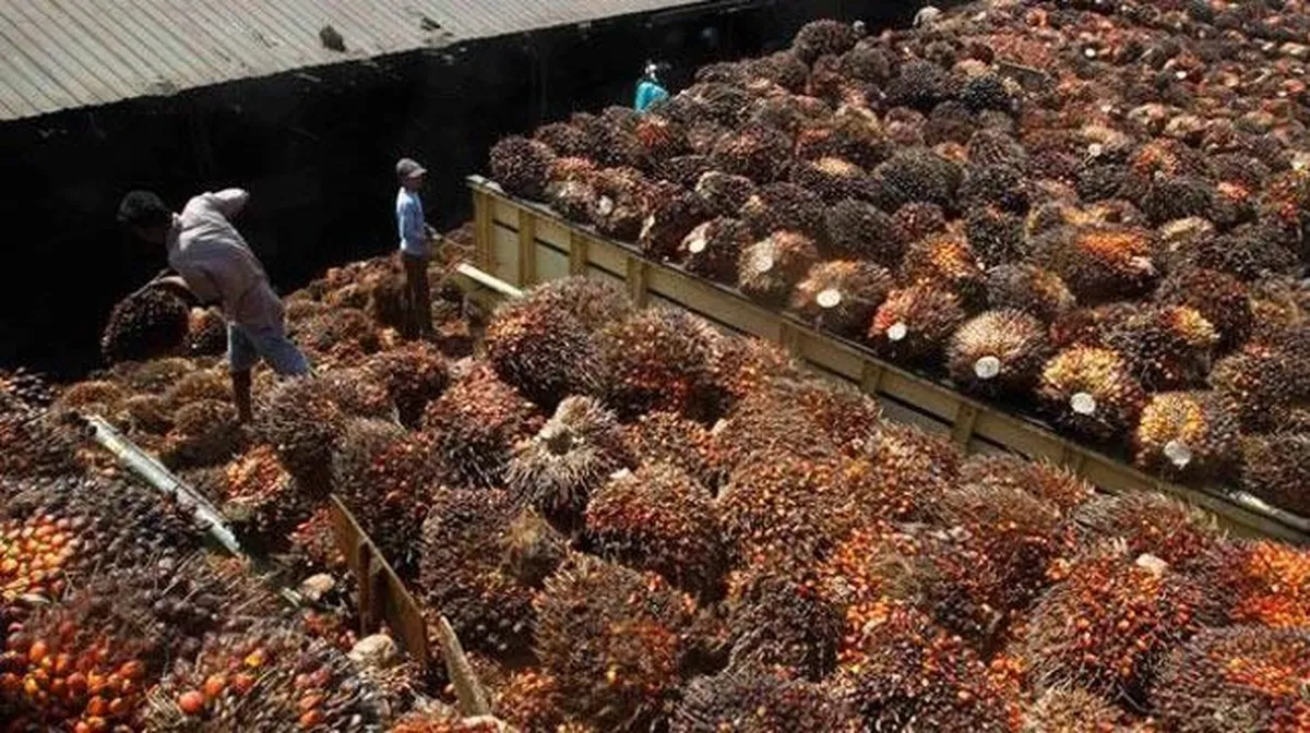 Kuasa hukum Duta Palma bantah klaim JARR terkait pembelian CPO