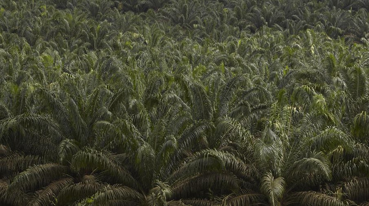 AALI Anggarkan Capex Rp1,4 T, Fokus Replanting Sawit 8.000 Ha