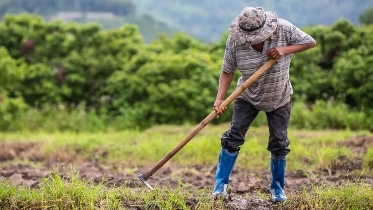 Petani Temukan Emas 16 Kg di Sawah, Begini Nasibnya