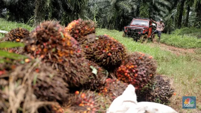 Laba Emiten Sawit Bakrie (UNSP) Melonjak 86%, Ini Penyebabnya