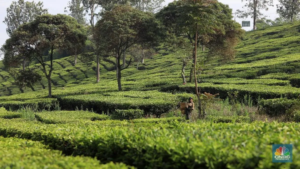 Laba Holding Perkebunan (PTPN III) Lompat 81% Jadi Rp6,39 T di 2025
