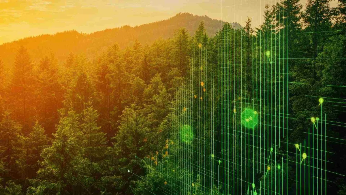 Empresas de tokens florestais aguardam chamamento para moldar nova regulamentação do mercado de capitais